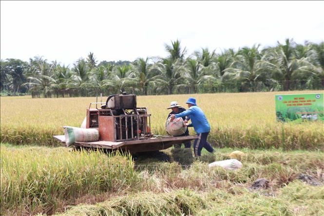loi-nhuan-tai-cac-mo-hinh-trong-lua-giam-phat-thai-thi-diem-tang-30