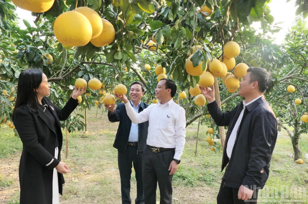tuyen-quang-day-manh-chuyen-doi-co-cau-cay-trong-vat-nuoi