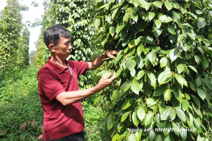 xuat-khau-ho-tieu-tang-toc-chat-luong-la-chia-khoa-giu-thi-truong