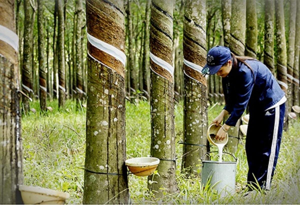Nguồn cung cao su có thể thiếu hụt năm thứ 5 liên tiếp, nhiều doanh nghiệp được kỳ vọng hưởng lợi
