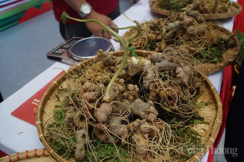 da-nang-go-kho-ve-chi-dan-dia-ly-tang-ket-noi-tieu-thu-sam-ngoc-linh