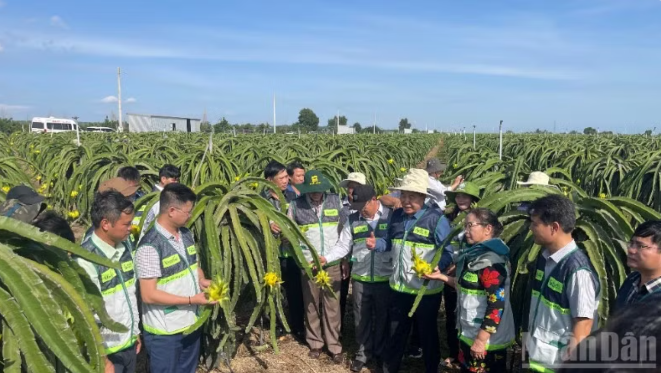 Lâm Đồng quyết liệt thu hồi mã số vùng trồng thanh long không đúng kỹ thuật