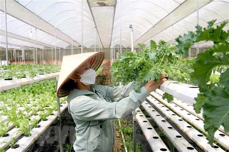 chinh-sach-ho-tro-phat-trien-to-hop-tac-hop-tac-xa-lien-hiep-hop-tac-xa