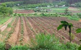 co-bat-buoc-thu-hoi-het-dat-o-moi-duoc-ho-tro-tai-dinh-cu