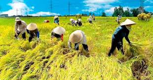 Điều kiện miễn thuế đối với hoạt động sản xuất nông nghiệp