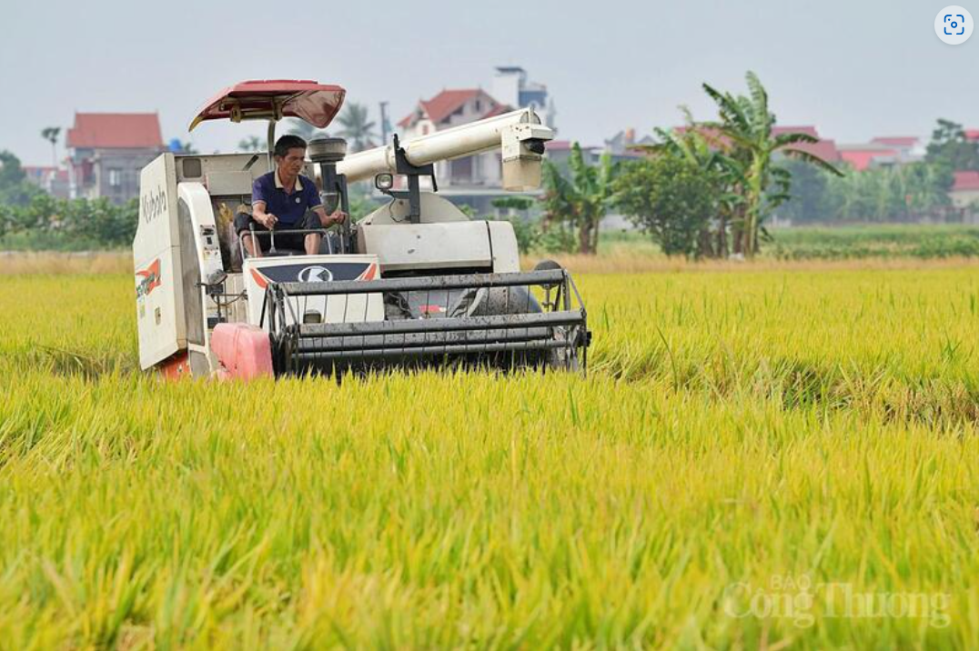 Xuất khẩu gạo nửa đầu năm 2026: Giữ nhịp tăng trưởng