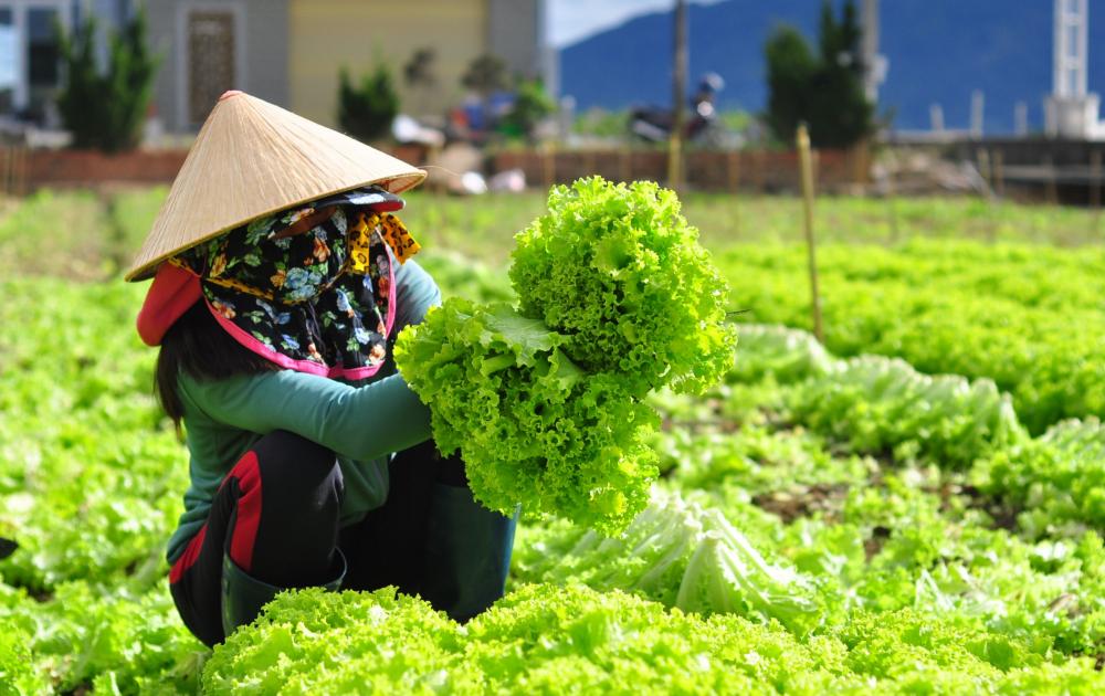nong-dan-an-giang-bien-dat-trong-rom-ra-thanh-nguon-thu-hang-chuc-trieu-dong