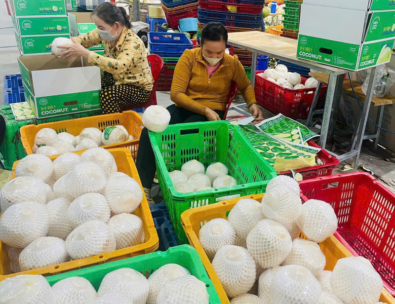 top-dau-xuat-khau-dua-viet-nam-van-loay-hoay-bai-toan-gia-tri