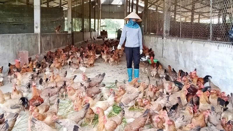 Trang trại sản xuất hữu cơ, tuần hoàn ở Thái Nguyên