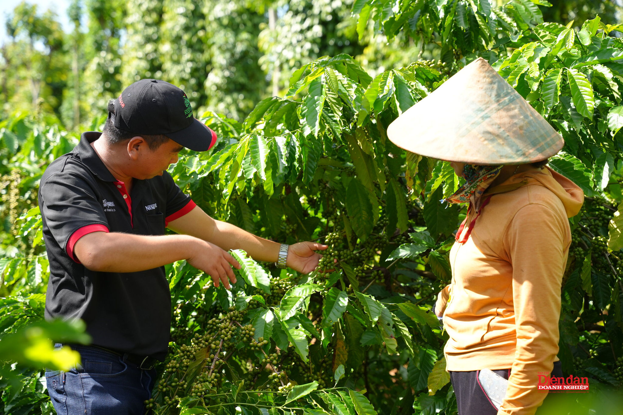 Gia tăng giá trị cà phê, tạo động lực phát triển vùng sản xuất trọng điểm Tây Nguyên
