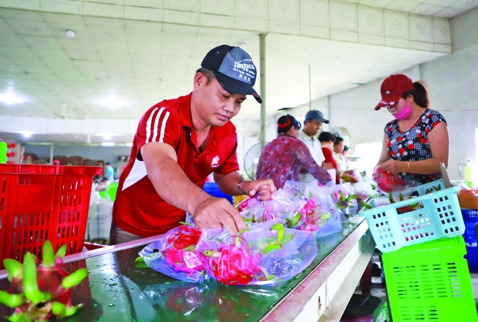 SPS siết chuẩn, doanh nghiệp xuất khẩu phải đi trước một bước