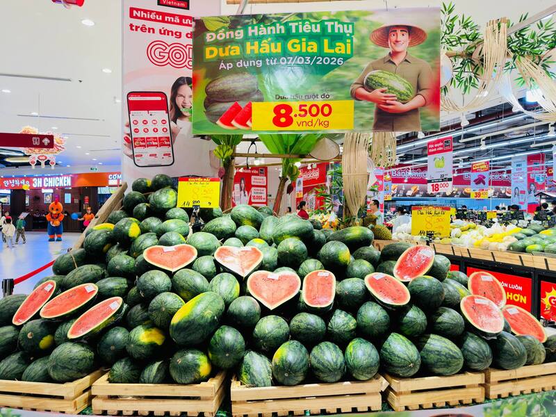 loat-doanh-nghiep-ban-le-vao-cuoc-giai-cuu-dua-hau-gia-lai