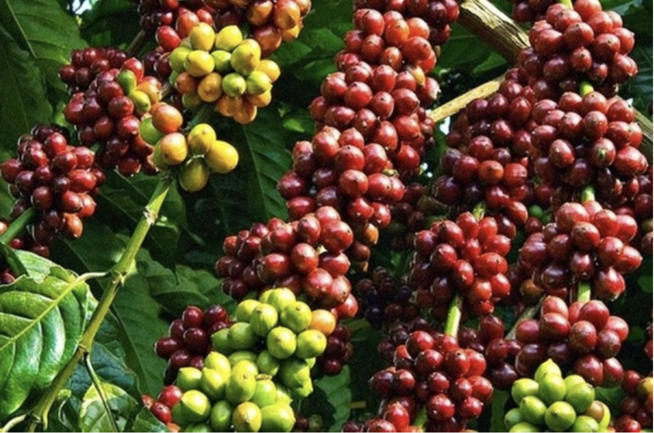 xuat-khau-ca-phe-2025-dat-7-ty-usd-xo-do-ky-luc-lich-su