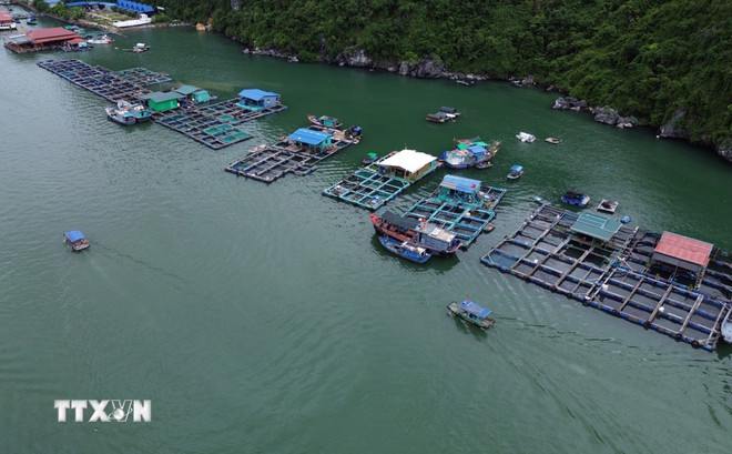 thuy-san-viet-nam-lap-ky-tich-vuot-bao-kep-phan-dau-xuat-khau-dat-115-ty-usd