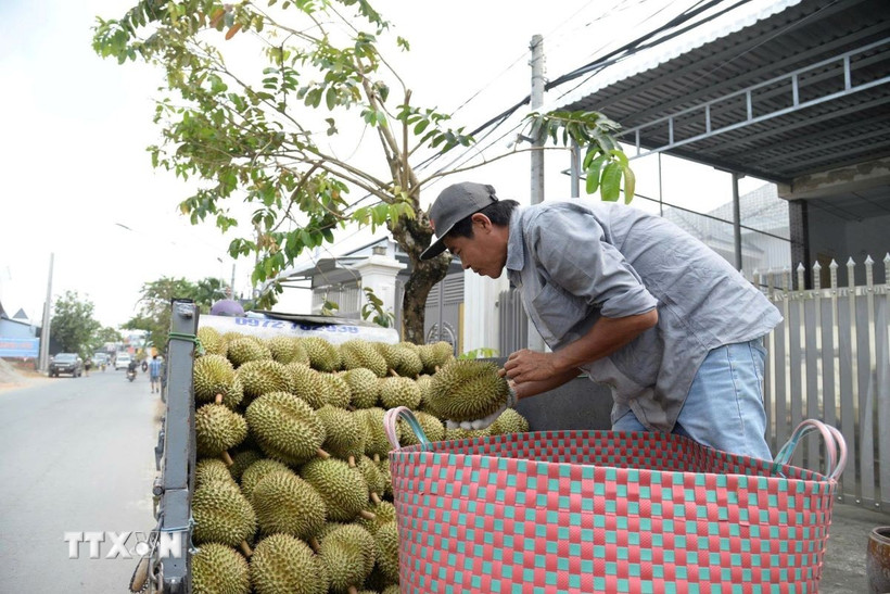 Đồng Tháp phát triển nông nghiệp công nghệ cao, bền vững