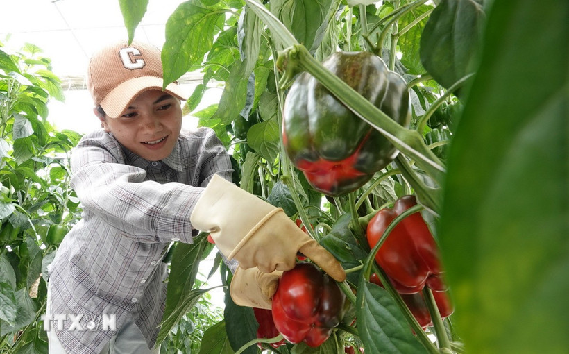 nhieu-loai-rau-cu-va-hoa-da-lat-dong-loat-tang-gia-manh