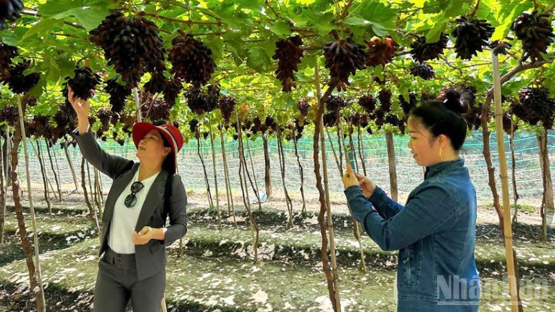 nang-cao-gia-tri-cay-trong-gan-voi-chuyen-doi-xanh-o-khanh-hoa