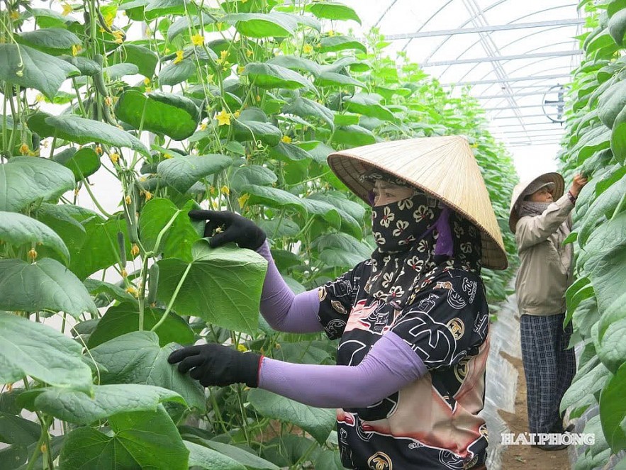 Sửa Luật Thuế giá trị gia tăng: "Tiếp sức" cho doanh nghiệp nông nghiệp phát triển