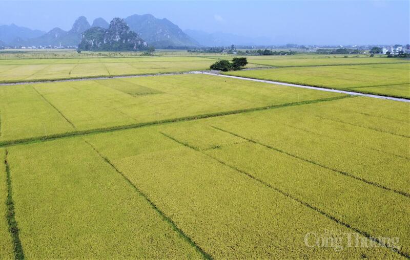 xuat-khau-gao-dau-nam-2026-tang-truong-giua-vong-xoay-canh-tranh