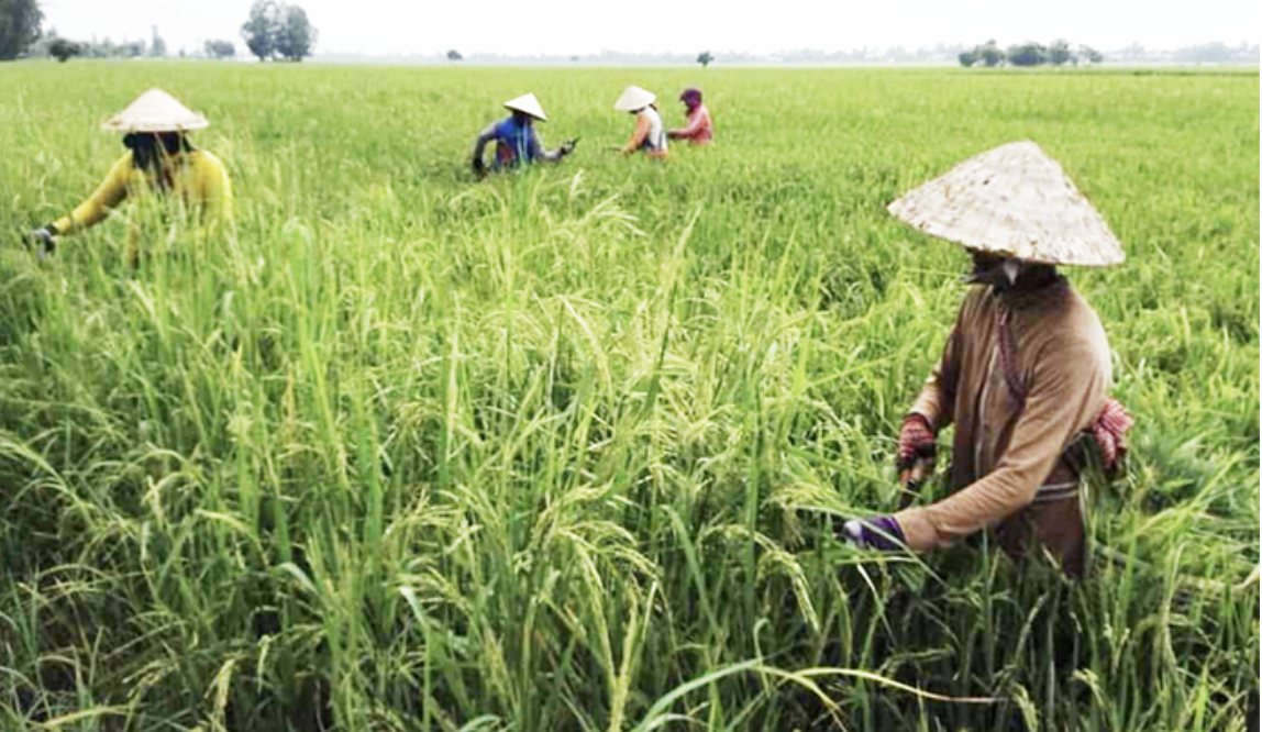 nghich-ly-von-cho-nong-dan-tien-khong-thieu-nhung-khong-de-vay
