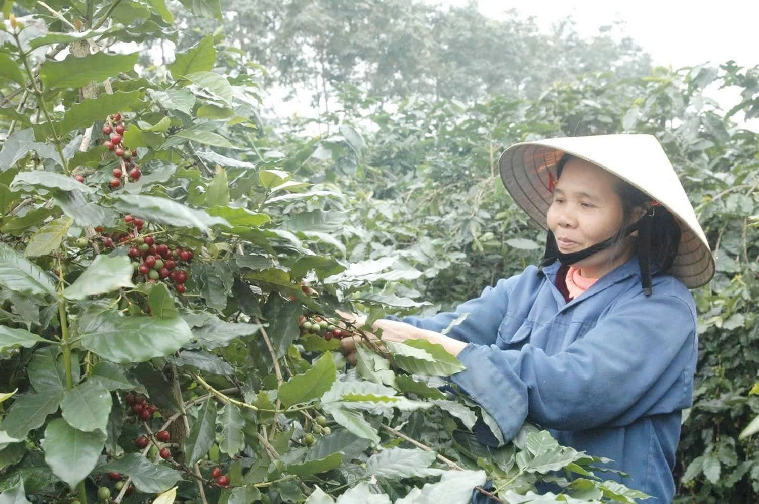 Tăng chế biến sâu, nâng giá trị cà phê Việt