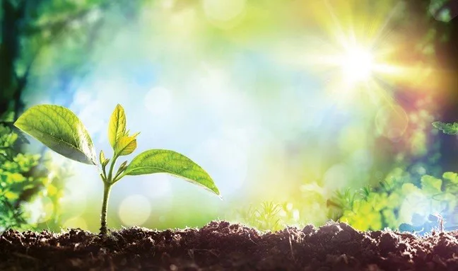 chap-canh-khoi-nghiep-xanh