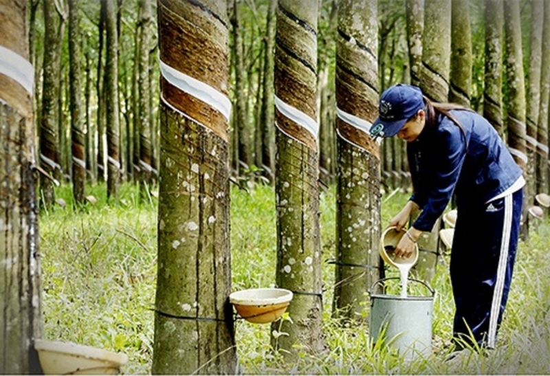 Xuất khẩu cao su đối diện sức ép từ giá và quy định môi trường