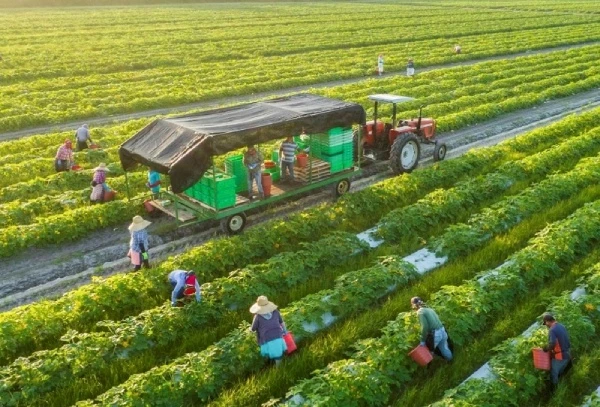 Hoàn thiện hành lang pháp lý cho ESG để nông sản Việt vượt ‘hàng rào xanh’