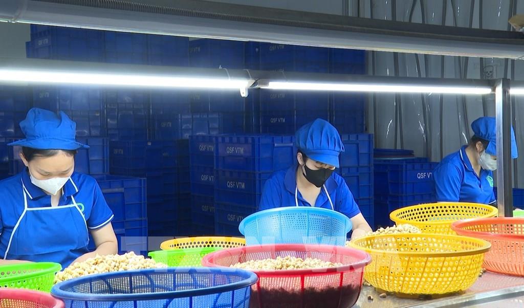 Doanh nghiệp ngành điều chật vật trước áp lực giá nguyên liệu tăng