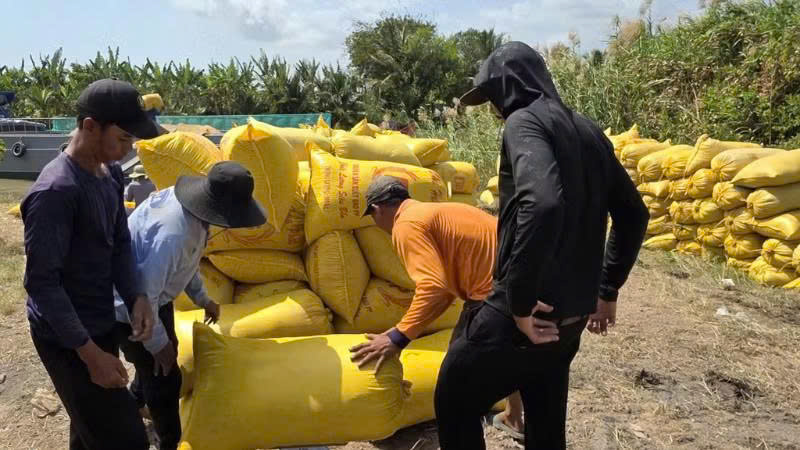 Hỗ trợ nông dân tiêu thụ lúa đông xuân