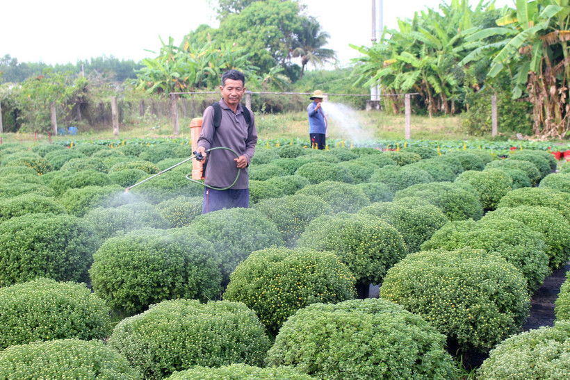 lam-dong-vu-rau-hoa-phuc-vu-tet-binh-ngo-vao-giai-doan-nuoc-rut