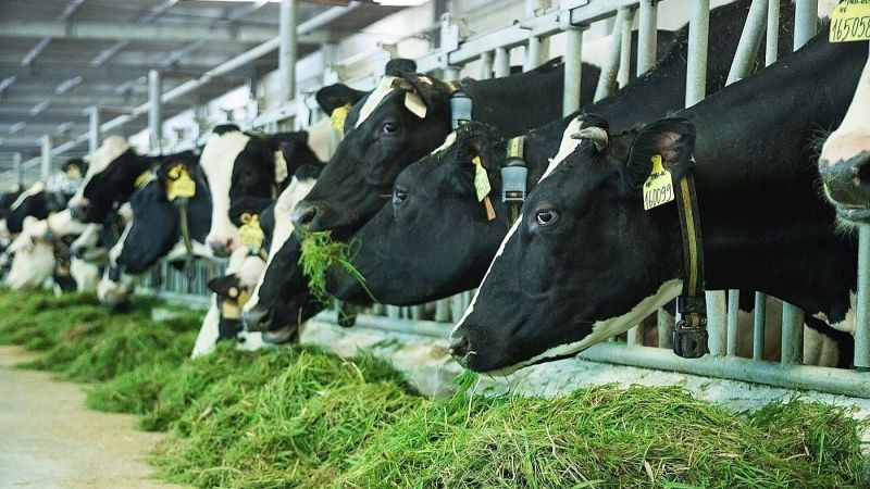 chien-luoc-phat-trien-nganh-sua-giai-doan-den-nam-2030-tam-nhin-den-nam-2045