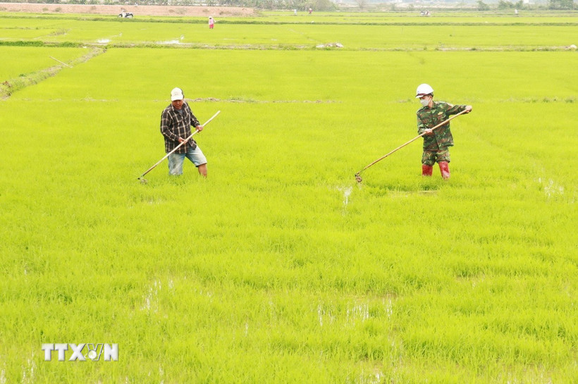 hat-giong-xanh-cho-chien-luoc-lua-phat-thai-thap