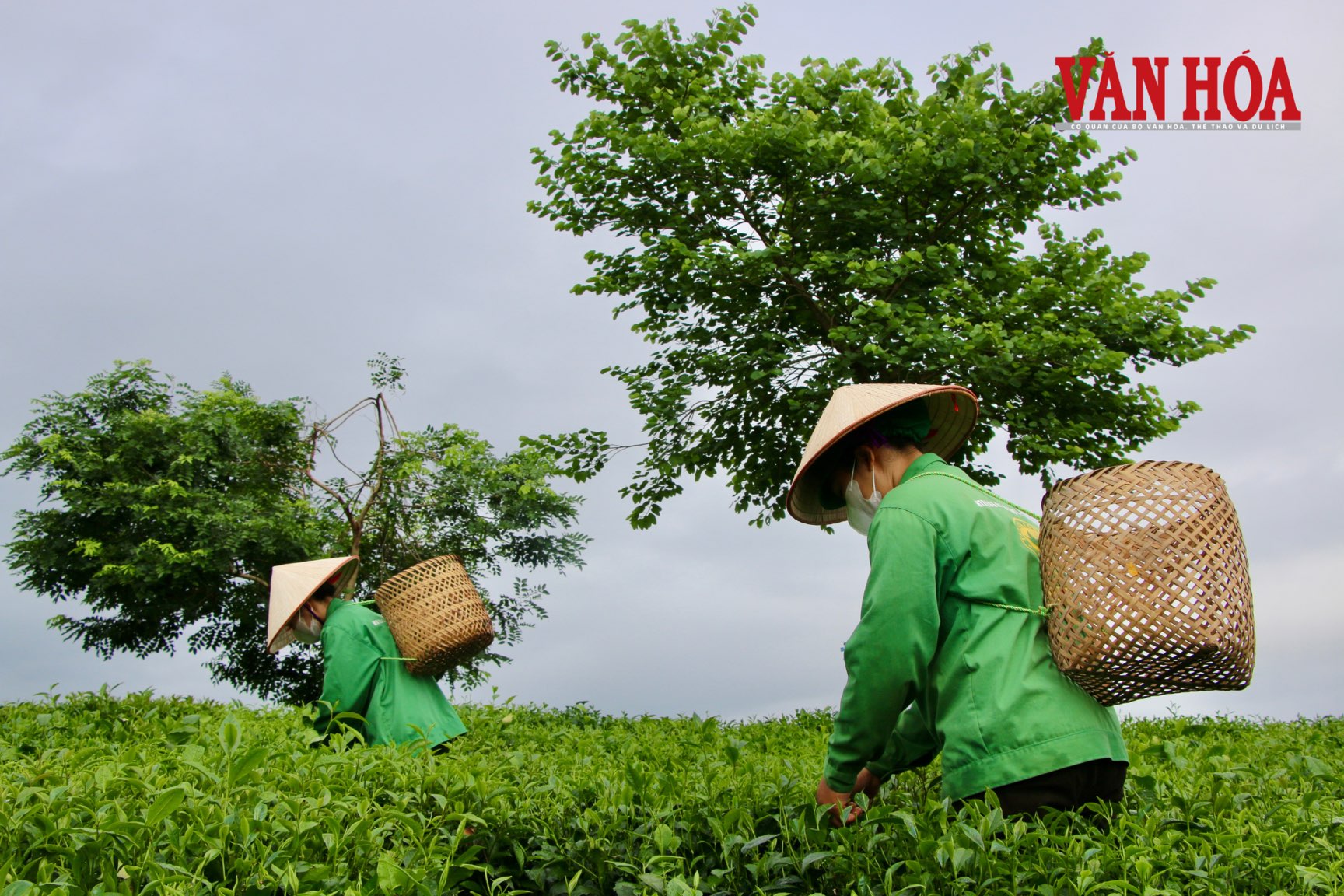 Giữ hồn trà đạo, vươn tầm thương hiệu chè tại Thái Nguyên