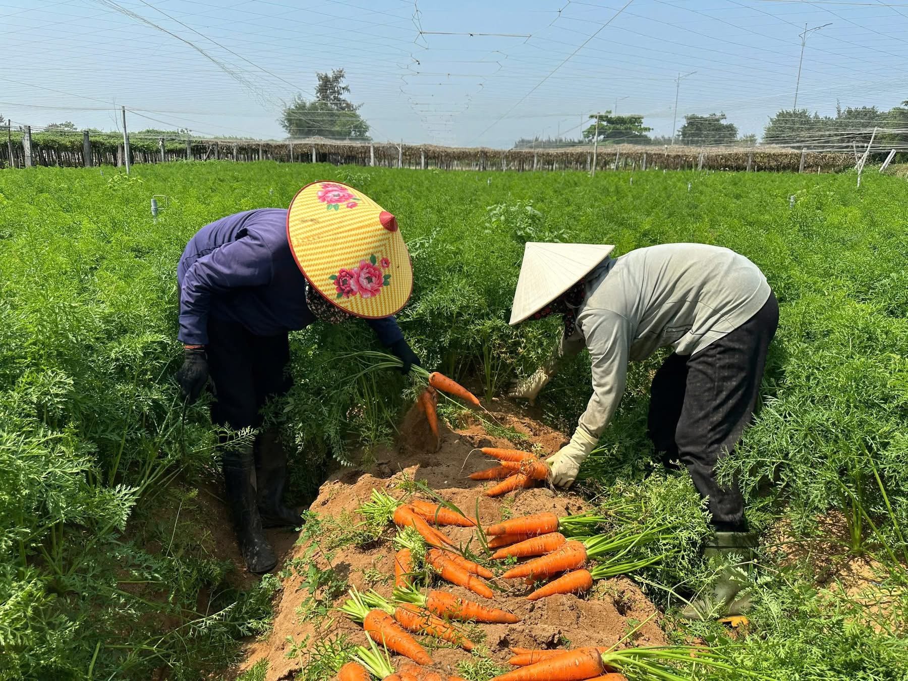 Nông nghiệp công nghệ cao và nút thắt 'cánh đồng lớn'