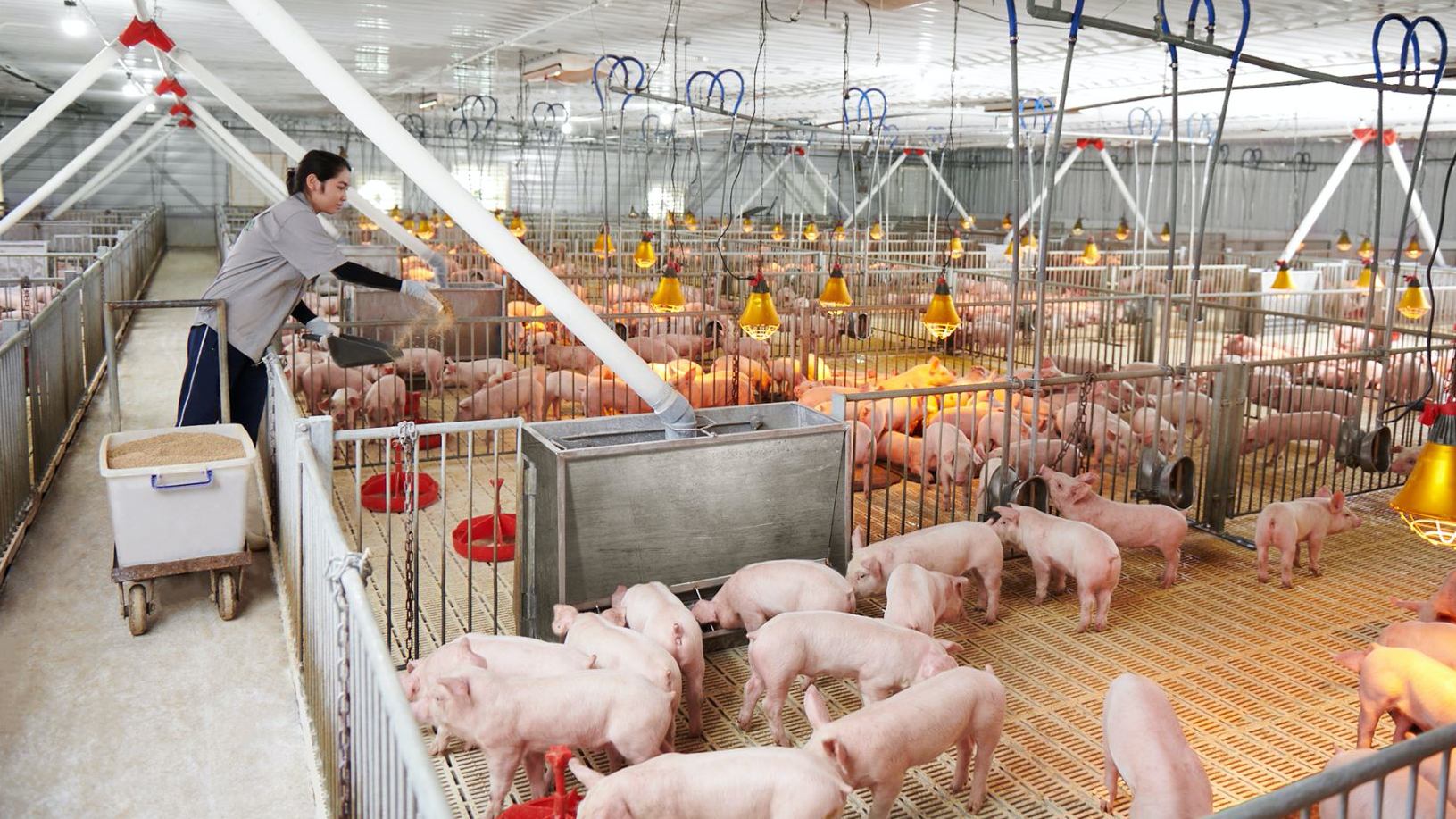 hoa-phat-ipo-mang-nong-nghiep-mot-thap-ky-gay-dung-loi-nhuan-vuot-nghin-ty