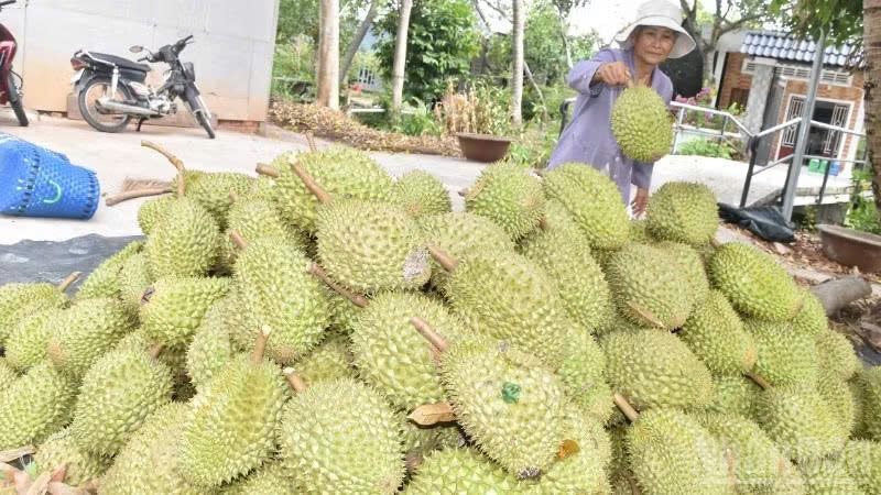 Đồng Tháp tổ chức Lễ hội trái cây đặc sản với quy mô lớn
