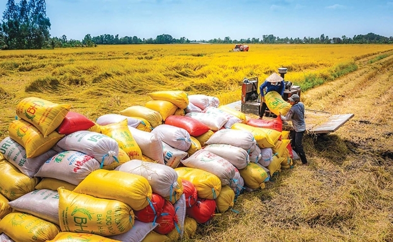 viet-nam-khang-dinh-vi-the-xuat-khau-gao-hang-dau-the-gioi