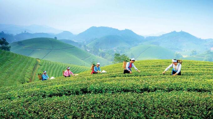 Mua nguyên liệu từ nông dân thiếu hóa đơn, doanh nghiệp có phải truy xuất nguồn gốc?