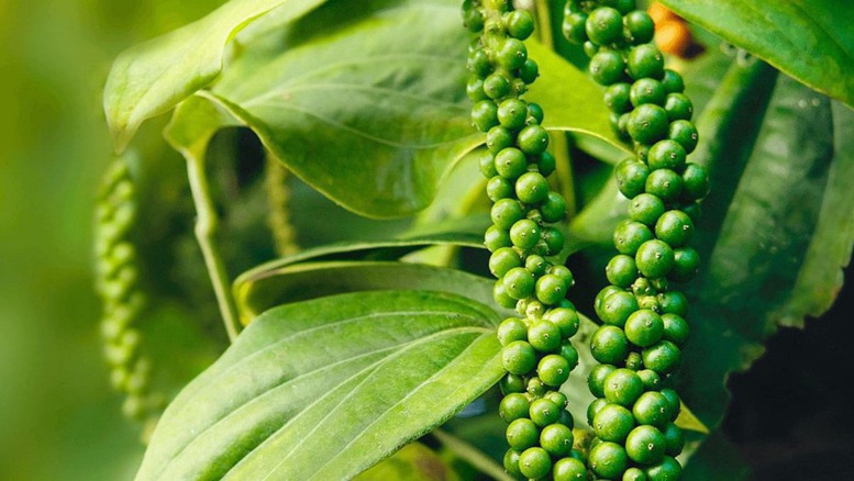 ho-tieu-viet-nam-khang-dinh-vi-the-nha-cung-cap-so-1-the-gioi
