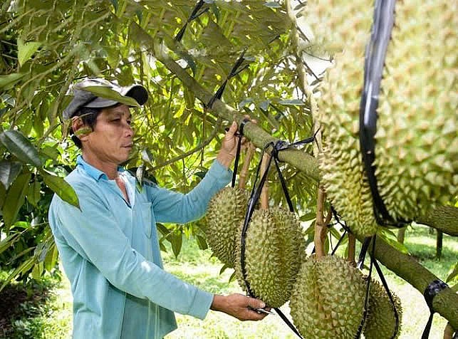 Chuẩn hóa mã số đến vùng trồng, đưa sầu riêng trở lại "đường đua"