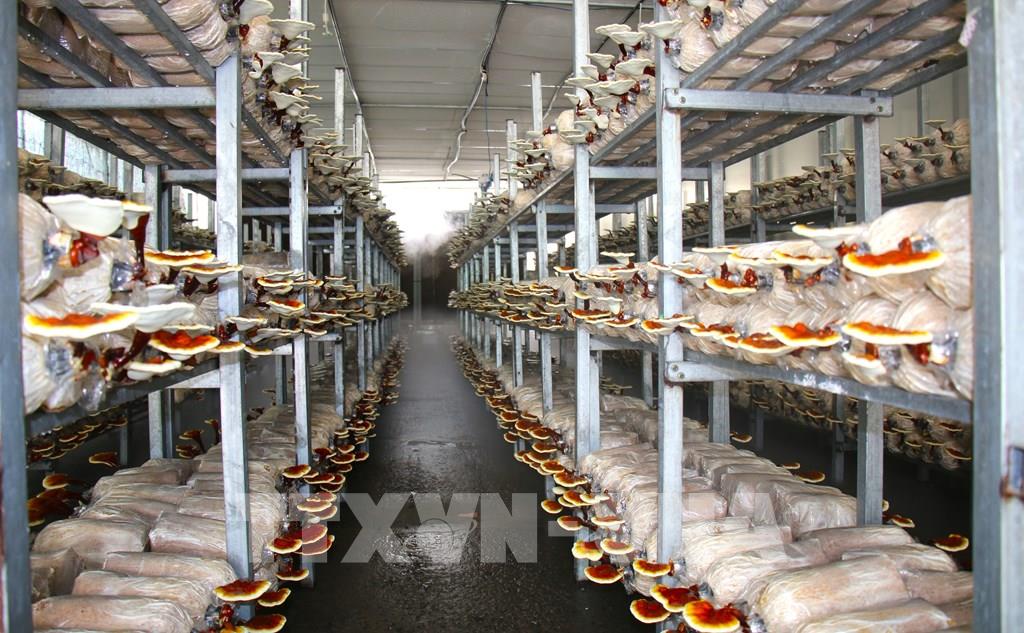 Nửa thế kỷ kiến tạo nền nông nghiệp công nghệ cao - Bài cuối: Kiến tạo trung tâm đổi mới sáng tạo nông nghiệp