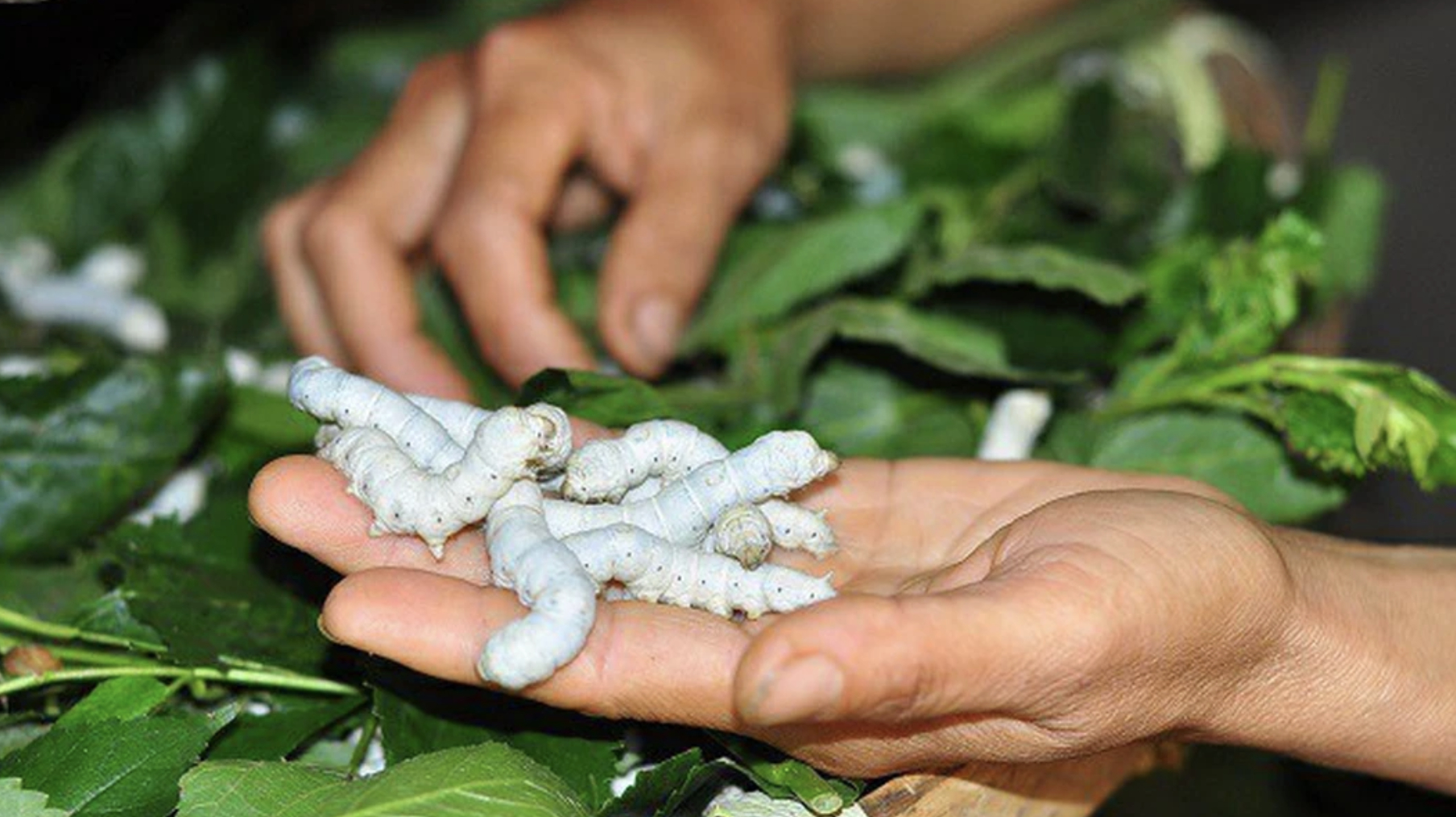 cap-tin-chi-carbon-cho-nganh-trong-dau-nuoi-tam
