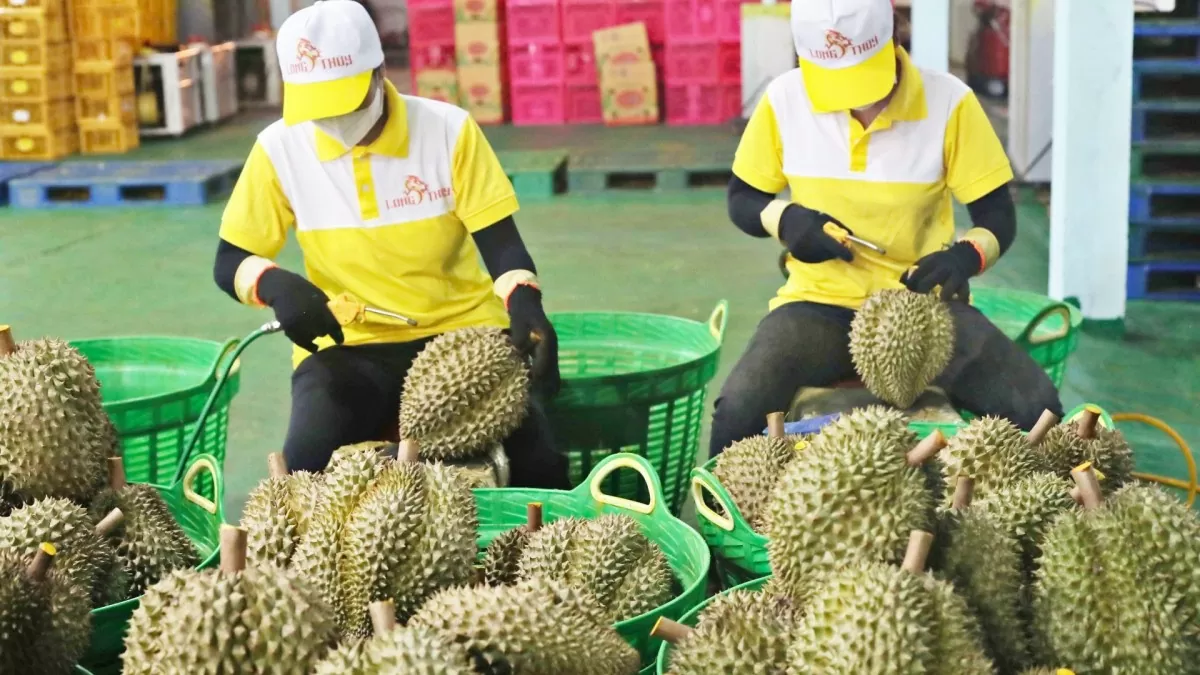 xuat-khau-nong-san-dung-de-vet-o-lam-hong-buc-tranh-sang-mau