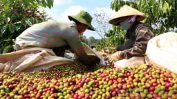 [Gặp gỡ thứ Tư] 'Cơ hội vàng để xuất khẩu cà phê Việt Nam lên số 1 thế giới'