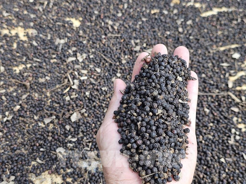 doanh-nghiep-gia-vi-gap-kho-khan-trong-viec-cap-giay-chung-nhan-xuat-khau