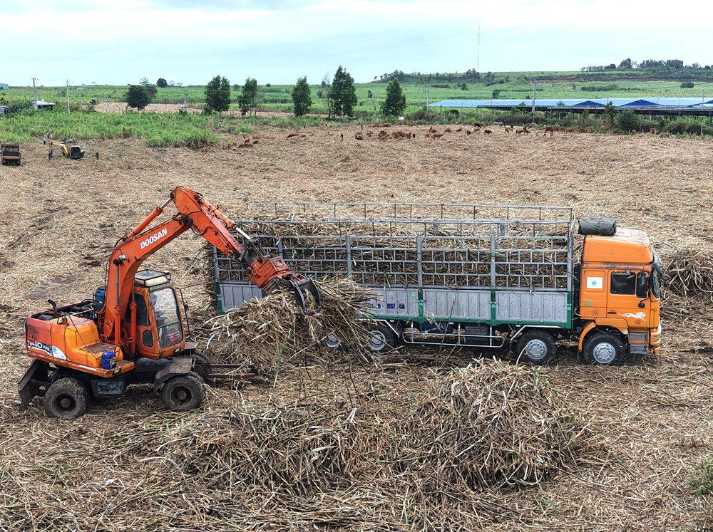 nhung-vu-mia-ngot-tren-vung-dat-kho-can-dong-truong-son