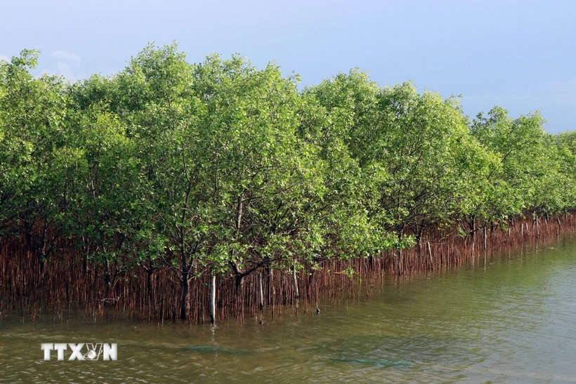 van-i-ach-trong-sap-xep-doi-moi-doanh-nghiep-nong-lam-nghiep