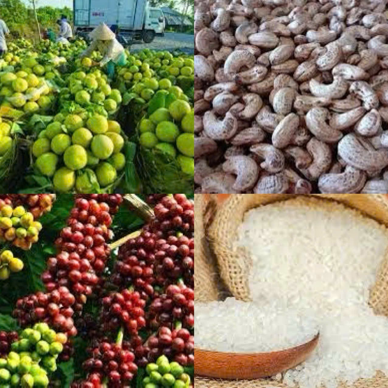 mo-loi-kinh-doanh-cho-doanh-nghiep-viet-tai-chile-va-khu-vuc-nam-my