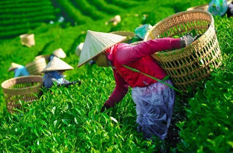 khan-truong-mo-loi-cho-gan-500-container-che-viet-nam-bi-un-u-tai-pakistan